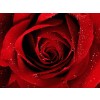 Rose - Background - 