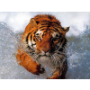 Tigar - Tła - 