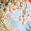 proljece - Plants - 