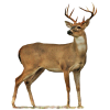 deer - Animales - 