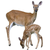 deer - Животные - 