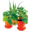 Plants - Plantas - 