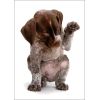 dog German pointer pup - Животные - 
