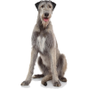 dog Irish Wolfhound - 動物 - 