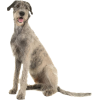 dog Irish Wolfhound - Animais - 
