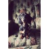 dog - My photos - 
