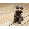 dog - フォトアルバム - 