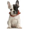 dog black white French bulldog red - 动物 - 