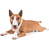 dog brown white bull terrier - Animais - 