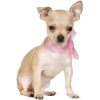 dog puppy chihuahua pink bow - Животные - 