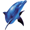 dolphin - Animals - 