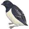 dovekie bird - Animais - 