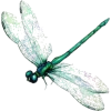 dragonfly - 動物 - 