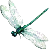 dragonfly - Animais - 