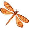 dragonfly - Animais - 