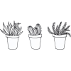 drawn cactus plants - Rastline - 