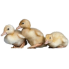 duck  - 動物 - 