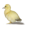 duck - 动物 - 