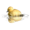 duck - Animals - 