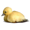 duck - Animals - 