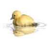 duck - 動物 - 