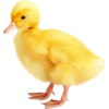 duckling - Animales - 