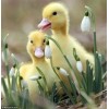ducks - 動物 - 
