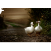 ducks photo - Uncategorized - 