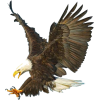 eagle - Uncategorized - 