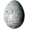 Egg - Zwierzęta - 