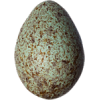 Egg - Narava - 