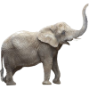 elephant - Tiere - 
