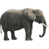 elephant - Životinje - 