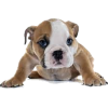 english bulldog puppy - 动物 - 