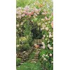 english garden - 自然 - 