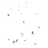 ptice - Иллюстрации - 