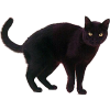 black cat - 動物 - 