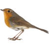 european robin - 動物 - 