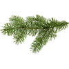 evergreen branch - Objectos - 