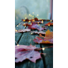 fall - Natureza - 