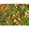 fall - Background - 