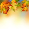 fall background - 背景 - 