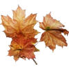 fall leaf - Piante - 