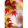 fall leaves - 背景 - 