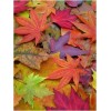 fall leaves - Moje fotografie - 