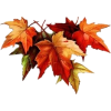 fall leaves - Plantas - 