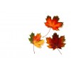 fall leaves - Rastline - 