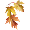 fall leaves - Plantas - 