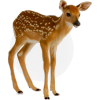 fawn  - Animales - 