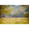 fawn in a field - Zwierzęta - 